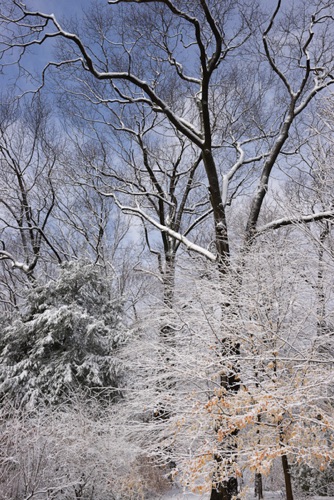 Reeves-Reed Arboretum, Union County, NJ 03 11 (6300SA).jpg